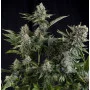 White Widow CBD Feminised